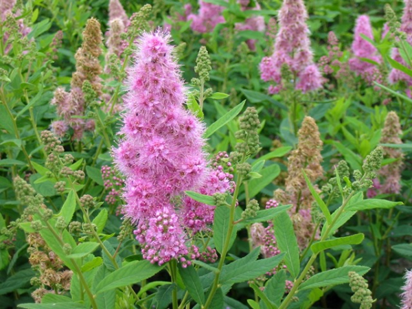 Spiraea billardii "Triumphans" - (Kolbenspiere),